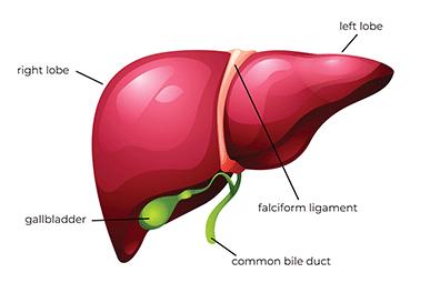 Shutterstock_2406828973-Liver-transplant-396x264