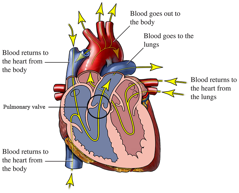 heart-blood-flow-pulmonary-valve-si55551157-645x800